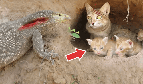 Vía YouTube: gata saca las 'garras' por sus hijos ante un dragón de komodo [VIDEO]