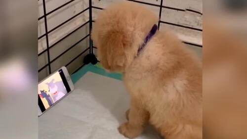 Desliza las imágenes para ver la increíble reacción que tuvo un cachorro al ver un capítulo de 'Tom y Jerry'. Foto: Woof Woof