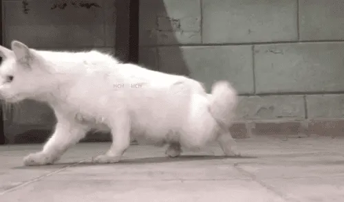 YouTube viral: revelan la triste verdad del gato con cuerpo de conejo que asombró a todos [VIDEO]