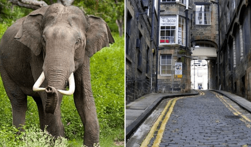 Hombre mantuvo un elefante al interior de su departamento. Foto: Composición