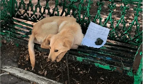 Perrito con la mirada triste tras ser abandonado en la banca de un parque