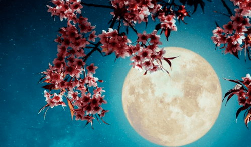 Se espera que la Luna de las flores sea igual de hermosa que la Luna de abril. Foto: GMN