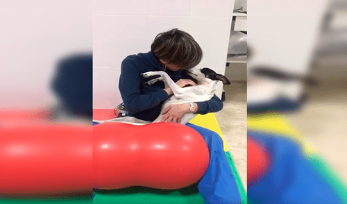 YouTube viral: Perro queda tetrapléjico, lo operan y vuelve a caminar gracias a terapia [VIDEO]