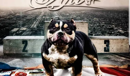 Conoce a Ajax, el American Bully que dejó en alto al Perú en competencia internacional 