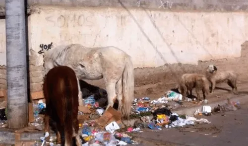 Caballos viven en abandono y se alimentan de basura en Mallasa. Foto: Página Siete Maltrato animal en Bolivia