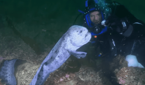 YouTube viral: 'monstruo marino' sale de su escondite para aterrar a buzo que estaba en océano [VIDEO]
