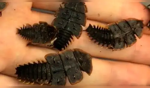 Facebook: investigador descubre “fósil viviente” y su aspecto asombra a miles [VIDEO]