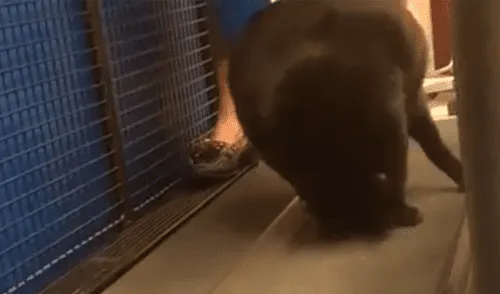 YouTube viral: Gata obesa simula estar muerta para evitar hacer ejercicios y alborota las redes [VIDEO]