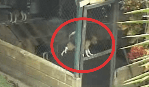 Facebook: perro escapa de su jaula al mismo estilo de una araña y su truco asombra a miles