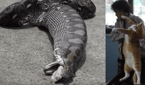 YouTube viral: Obligan a boia gigante vomitar un gato que había devorado y video impresiona