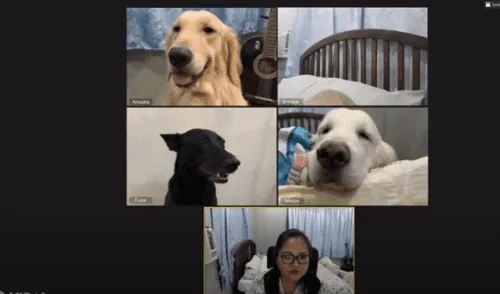 YouTube viral: Mujer se reúne con sus perros por videollamada y protagonizan divertida escena [VIDEO]