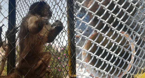 Denuncian maltrato a mono de parque ecológico en Socabaya.
