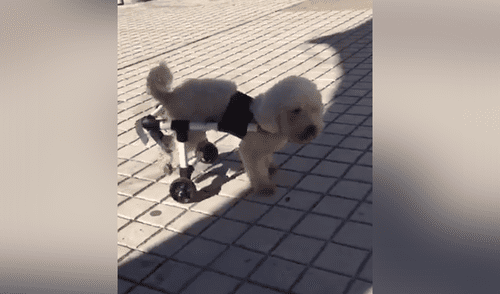 Sillas de ruedas para perros