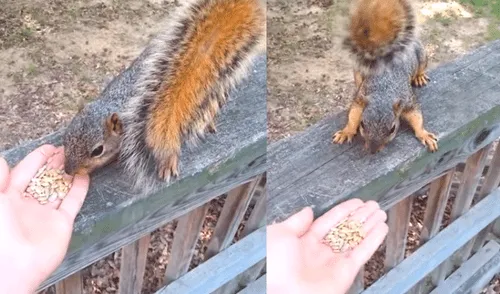Facebook: joven alimenta a una ardilla salvaje, sin imaginar que tendría terrible final [VIDEO]