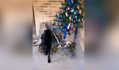 Joven busca a su perro y lo encuentra ‘descansando’ sobre su nacimiento