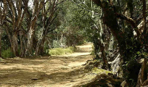 Huancayo: estudiantes de academia recogen desperdicios del Bosque Dorado [VIDEO]