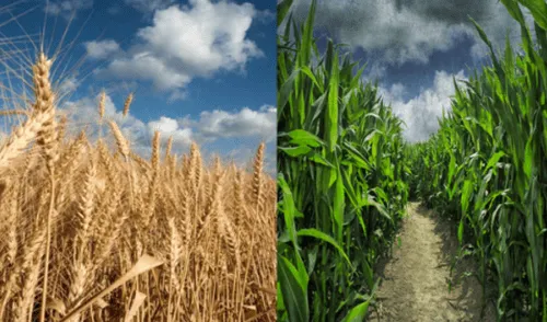 Maíz y trigo