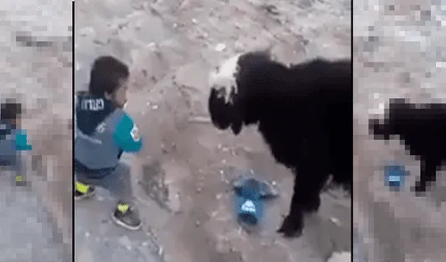 YouTube viral: oveja da su merecido a pequeño hombre ebrio que la molestaba [VIDEO]