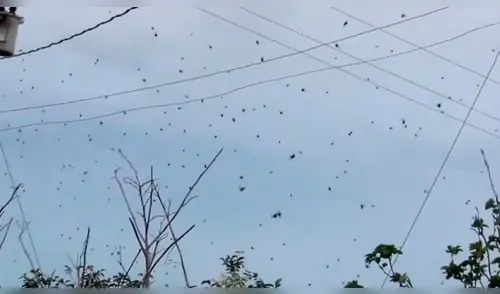 Facebook: Una 'lluvia de arañas' aterra a usuarios en la red [VIDEO]