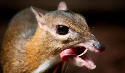 El ciervo ratón solo ha aparecido en Vietnam. El ciervo ratón solo ha aparecido en Vietnam.