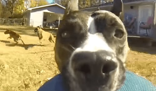 YouTube: la divertida persecución de un perro que ‘robó’ una GoPro [VIDEO] 