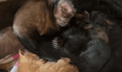 YouTube: Una mona enternece al mundo al cuidar gatitos en Estados Unidos [VIDEO]