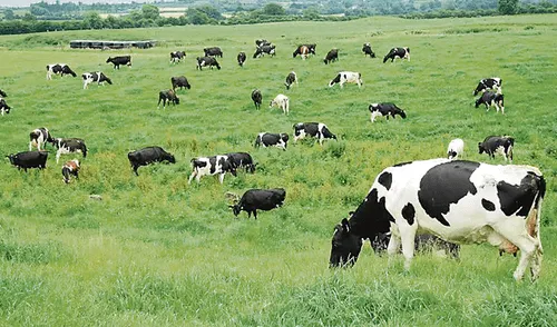 Perú impulsará la ganadería para producir leche y carne Perú impulsará la ganadería para producir leche y carne