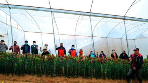 Productores de azucenas en Amazonas