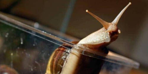 Pequeña babosa paralizó trenes de alta velocidad