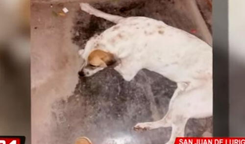 SJL: denuncian a vigilante por asesinar de dos balazos a perro [VIDEO]