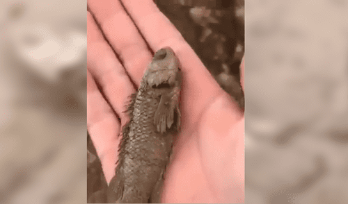 Facebook viral: Poblador encuentra pez 'moribundo' en la tierra, lo agarra y sucede lo impensado [VIDEO]