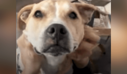YouTube viral: conoce la tierna historia de Desmond y Luna, los perros que son inseparables