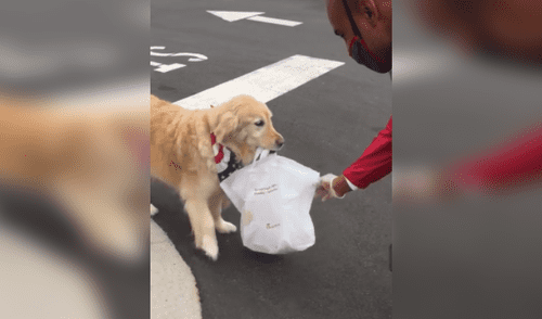 Perro recoge la comida que su dueño pidió a un restaurante y se lo lleva en su hocico [VIDEO]