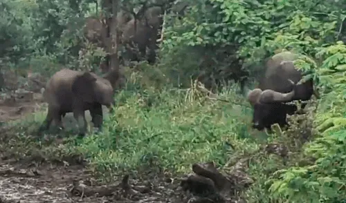 YouTube viral: elefante bebé se enfrenta a un enorme búfalo y le enseña quién es el que manda [VIDEO]