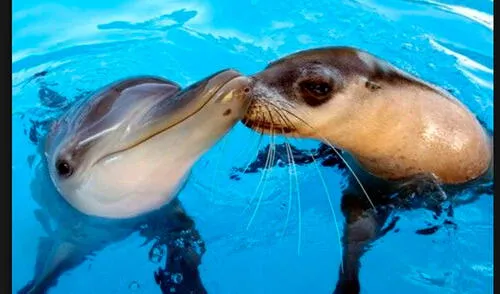 Parque de las Leyendas podría recibir delfines y focas amaestradas