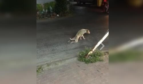 En video de Facebook perro finge ser atropellado por taxista En video de Facebook perro finge ser atropellado por taxista