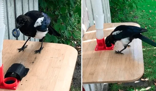 Urraca aprende a limpiar la basura de una casa a cambio de obtener comida [VIDEO]