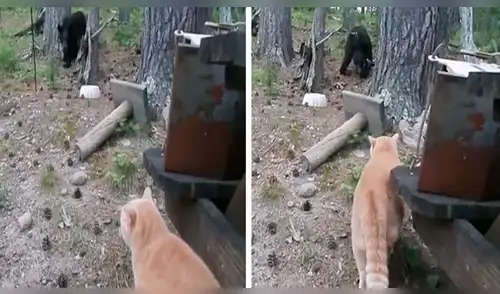 YouTube viral: gato espanta a un enorme oso que quería robar la comida de su dueño [VIDEO] 