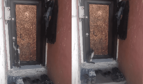 Gato se queda afuera de su casa y toca la puerta para que lo dejen entrar [VIDEO]