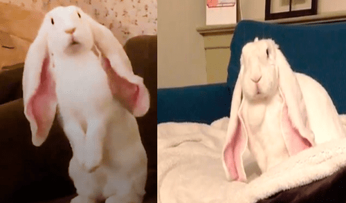 Facebook: conejo ‘orejón’ enternece a miles por curioso detalle en su comportamiento [VIDEO]