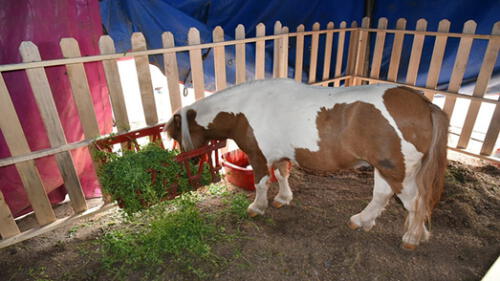 Pony