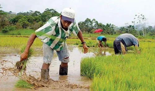 Anuncian que arroz peruano podrá exportarse nuevamente a Colombia 