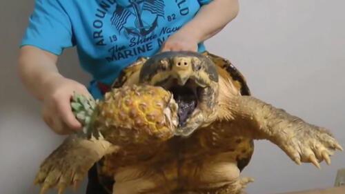 Impacto en YouTube por tortuga marina y su feroz mordida