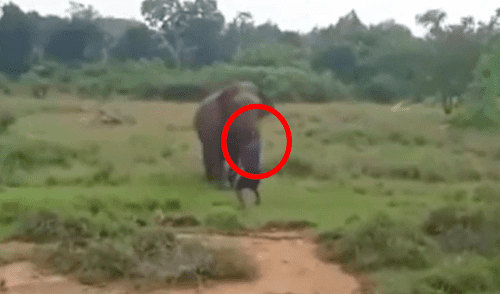 Hombre muere aplastado por elefante porque quería hipnotizarlo [VIDEO]