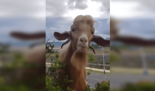 Granjero intenta ‘conversar’ con su cabra y ella tiene increíble comportamiento [VIDEO]