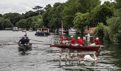 Censo de cisnes se realiza cada verano, desde hace 800 años. Foto: WPLG
