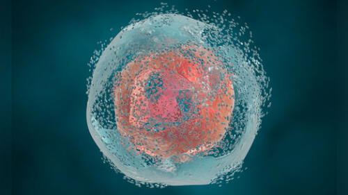Representación en 3D de una célula sufriendo una muerte celular programada. Imagen: The Scientist.