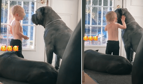 Facebook viral: mujer deja solo a su hijo con sus perros y los encuentra en tierna escena