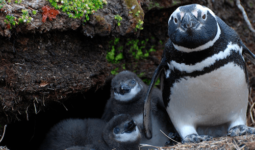 pinguinos de magallanes