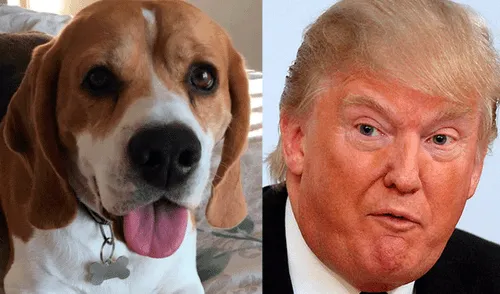 En Twitter, sorpresa por el parecido entre la oreja de un perro y el rostro de Donald Trump [FOTO]